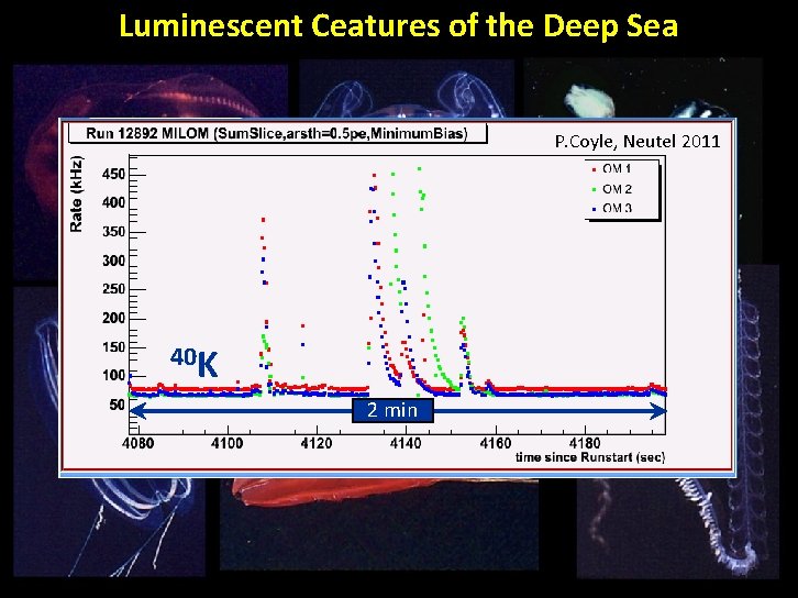 Luminescent Ceatures of the Deep Sea P. Coyle, Neutel 2011 40 K 2 min