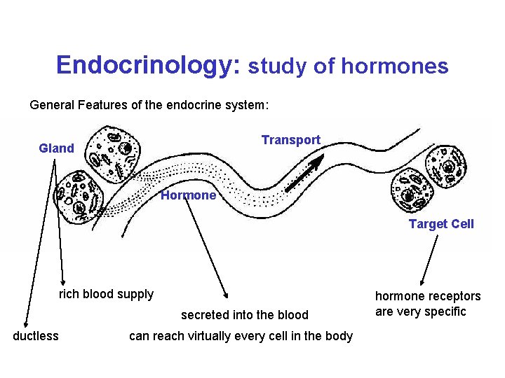 Endocrinology: study of hormones General Features of the endocrine system: Transport Gland Hormone Target