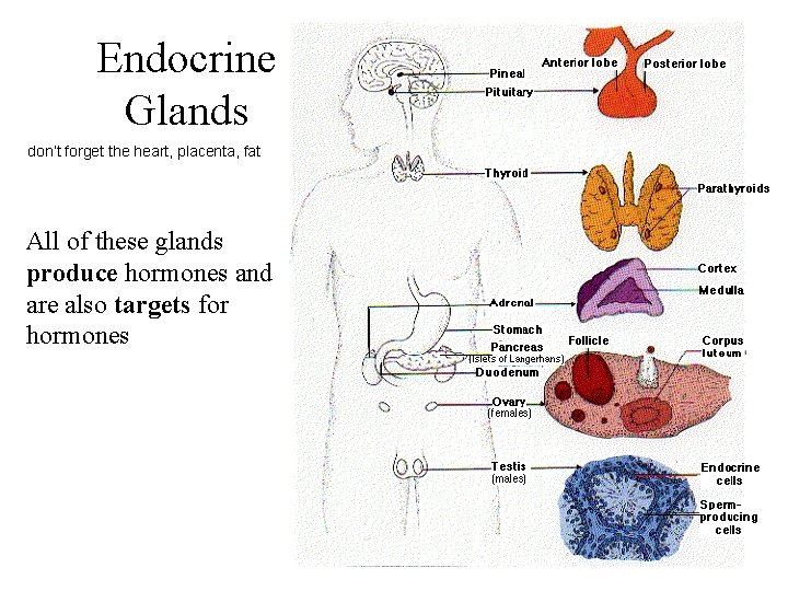 Endocrine Glands don’t forget the heart, placenta, fat All of these glands produce hormones
