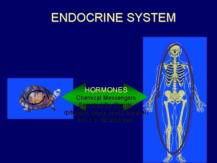 ENDOCRINE SYSTEM HORMONES Chemical Messengers Secreted By Glands (pituitary, ovary, testis, adrenal) Into the