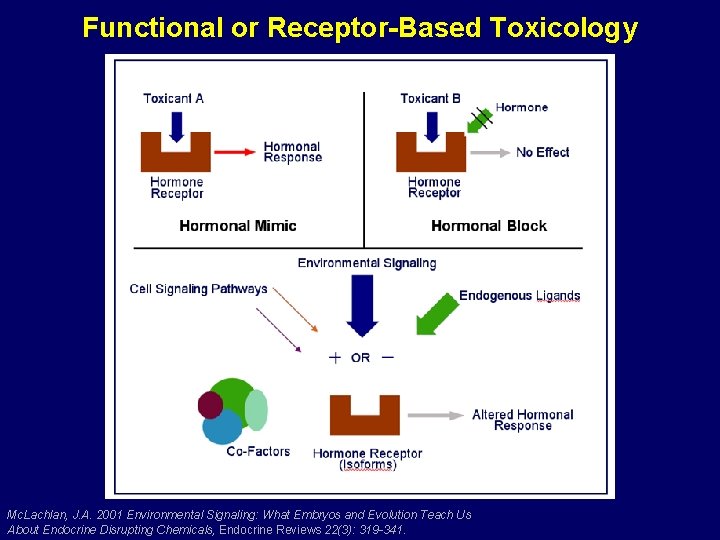 Functional or Receptor-Based Toxicology Mc. Lachlan, J. A. 2001 Environmental Signaling: What Embryos and