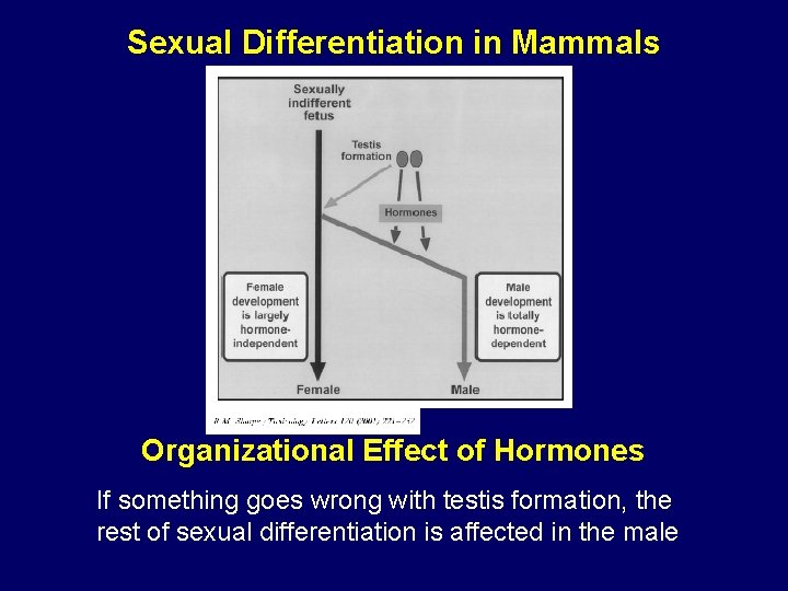 Sexual Differentiation in Mammals Organizational Effect of Hormones If something goes wrong with testis