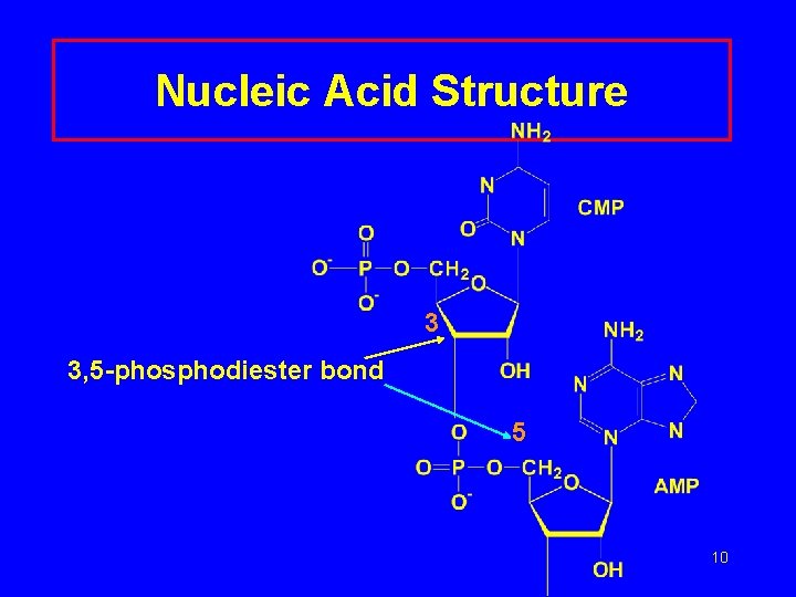 Nucleic Acid Structure 3 3, 5 -phosphodiester bond 5 10 
