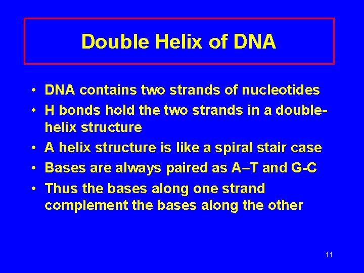 Double Helix of DNA • DNA contains two strands of nucleotides • H bonds
