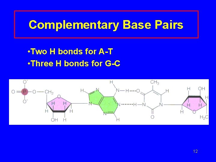 Complementary Base Pairs • Two H bonds for A-T • Three H bonds for