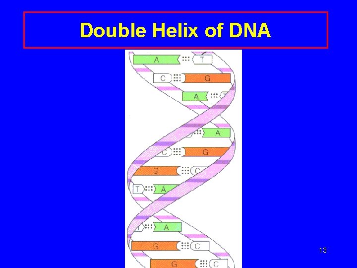 Double Helix of DNA 13 