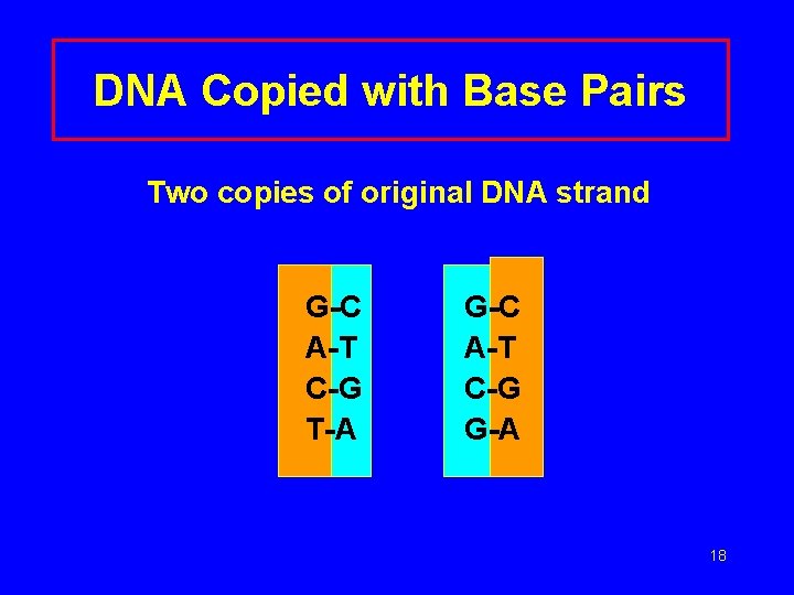 DNA Copied with Base Pairs Two copies of original DNA strand G-C A-T C-G