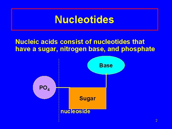 Nucleotides Nucleic acids consist of nucleotides that have a sugar, nitrogen base, and phosphate