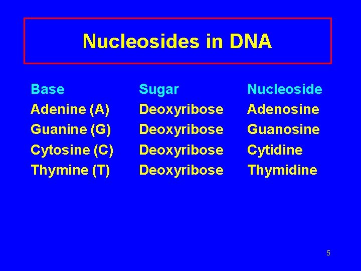Nucleosides in DNA Base Adenine (A) Guanine (G) Cytosine (C) Thymine (T) Sugar Deoxyribose