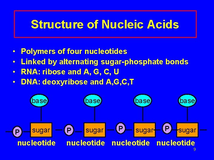 Structure of Nucleic Acids • • Polymers of four nucleotides Linked by alternating sugar-phosphate