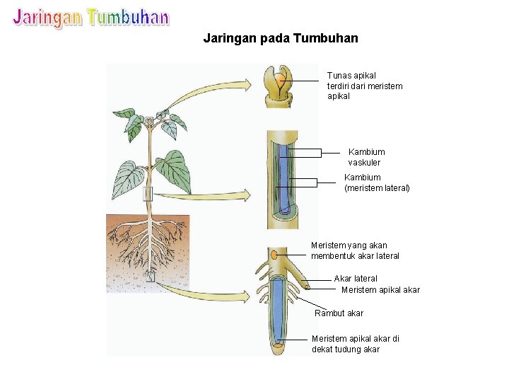 Jaringan pada Tumbuhan Tunas apikal terdiri dari meristem