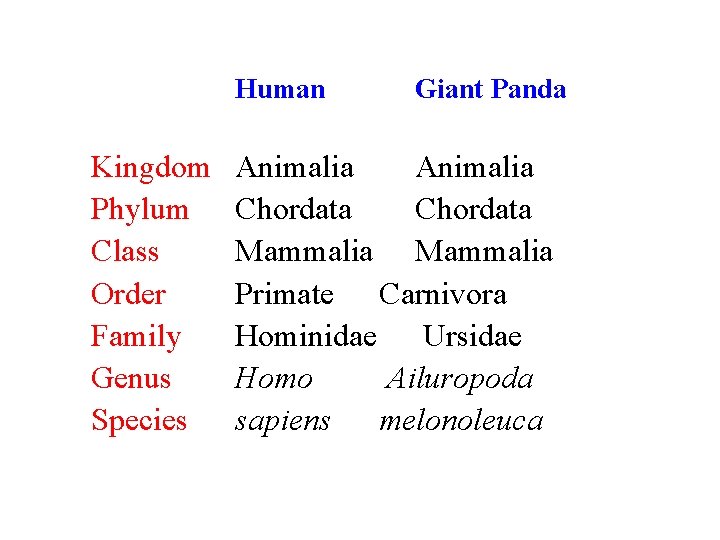 Human Kingdom Phylum Class Order Family Genus Species Giant Panda Animalia Chordata Mammalia Primate