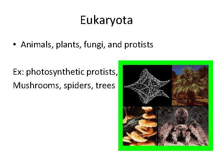 Eukaryota • Animals, plants, fungi, and protists Ex: photosynthetic protists, Mushrooms, spiders, trees Eukaryota • Animals, plants, fungi, and protists Ex: photosynthetic protists, Mushrooms, spiders, trees
