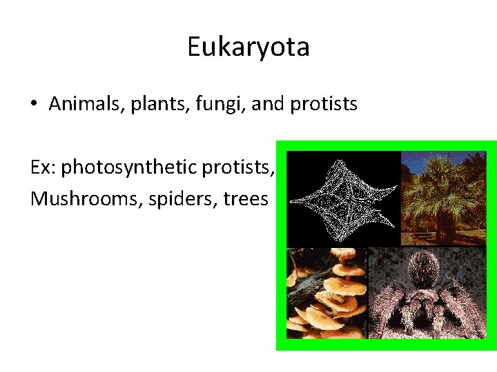 Eukaryota • Animals, plants, fungi, and protists Ex: photosynthetic protists, Mushrooms, spiders, trees 