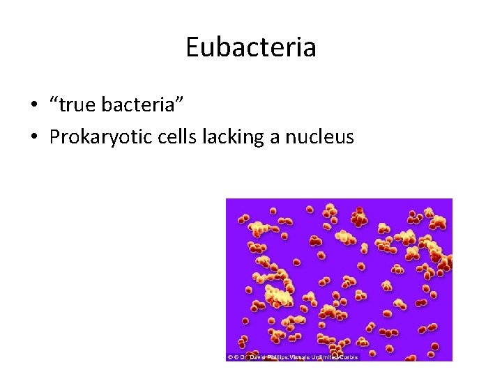 Eubacteria • “true bacteria” • Prokaryotic cells lacking a nucleus 