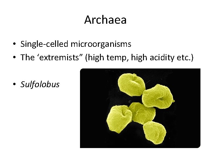 Archaea • Single-celled microorganisms • The ‘extremists” (high temp, high acidity etc. ) •