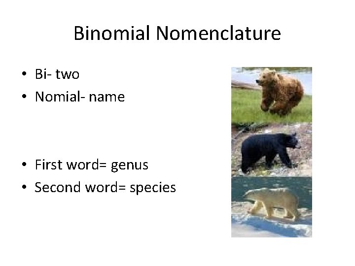 Binomial Nomenclature • Bi- two • Nomial- name • First word= genus • Second