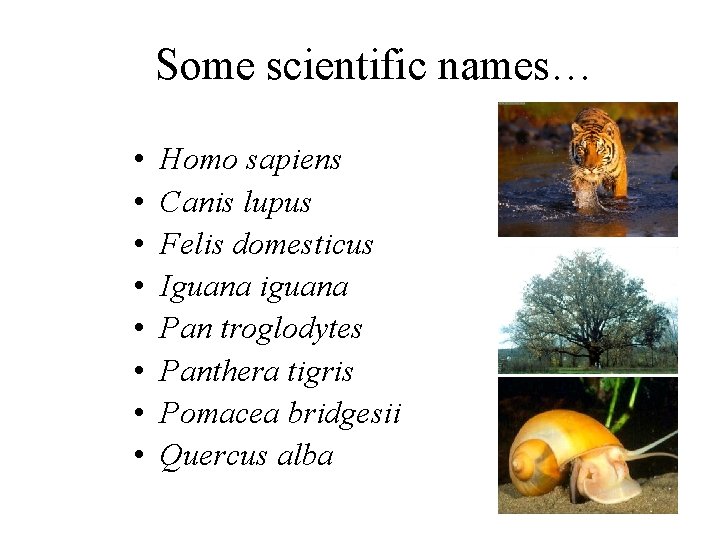 Some scientific names… • • Homo sapiens Canis lupus Felis domesticus Iguana iguana Pan