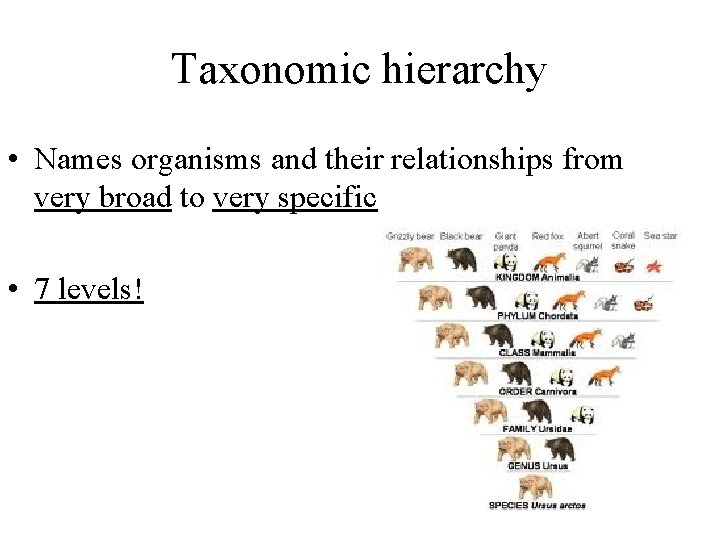 Taxonomic hierarchy • Names organisms and their relationships from very broad to very specific