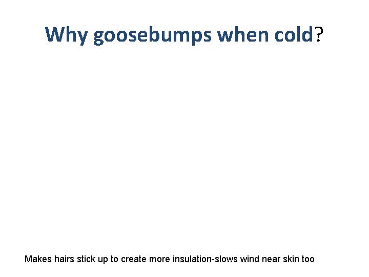Why goosebumps when cold? Makes hairs stick up to create more insulation-slows wind near