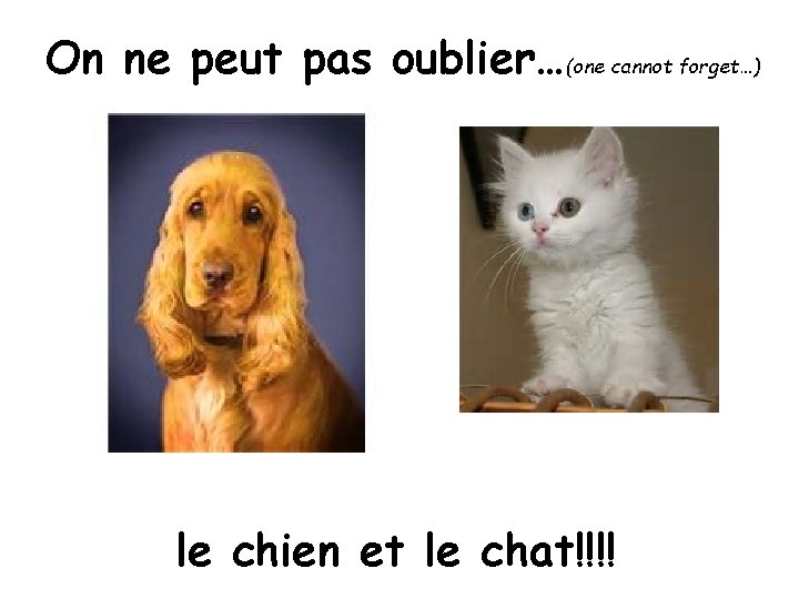 On ne peut pas oublier…(one cannot forget…) le chien et le chat!!!! 