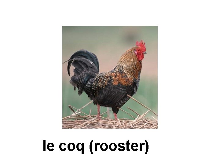 le coq (rooster) 