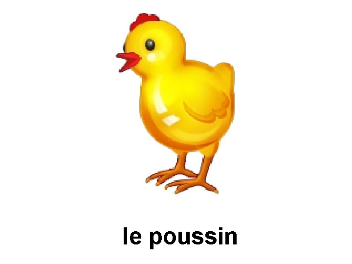 le poussin 