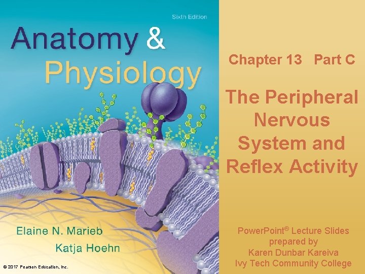 Chapter 13 Part C The Peripheral Nervous System and Reflex Activity © Annie Leibovitz/Contact