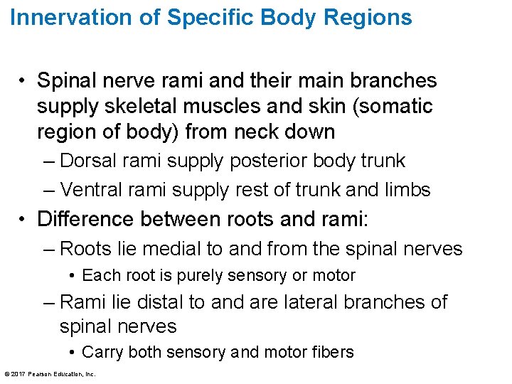 Innervation of Specific Body Regions • Spinal nerve rami and their main branches supply