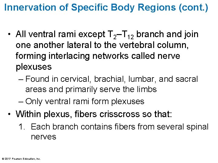 Innervation of Specific Body Regions (cont. ) • All ventral rami except T 2–T