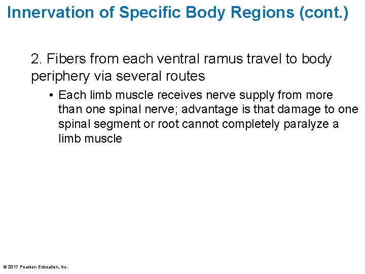 Innervation of Specific Body Regions (cont. ) 2. Fibers from each ventral ramus travel