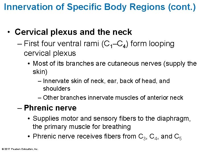 Innervation of Specific Body Regions (cont. ) • Cervical plexus and the neck –