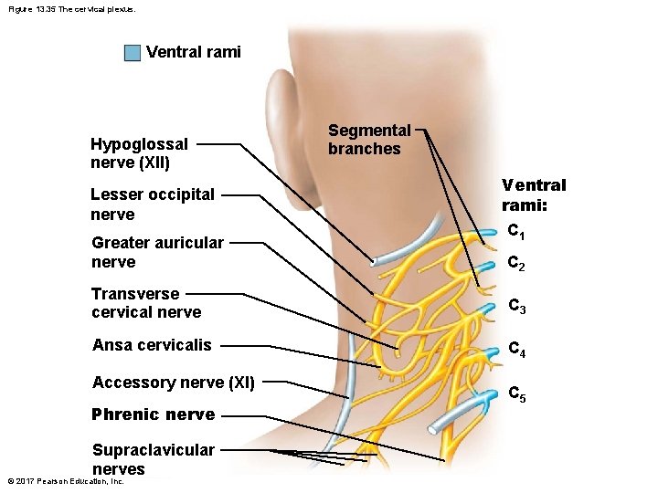 Figure 13. 35 The cervical plexus. Ventral rami Hypoglossal nerve (XII) Lesser occipital nerve