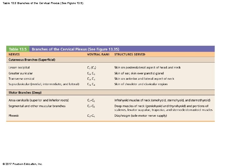 Table 13. 5 Branches of the Cervical Plexus (See Figure 13. 9) © 2017