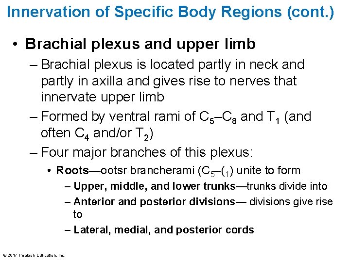 Innervation of Specific Body Regions (cont. ) • Brachial plexus and upper limb –