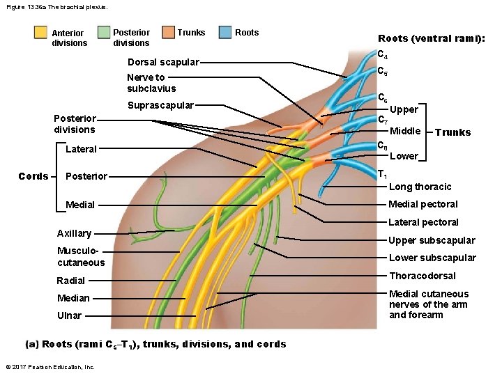 Figure 13. 36 a The brachial plexus. Anterior divisions Posterior divisions Trunks Roots Dorsal