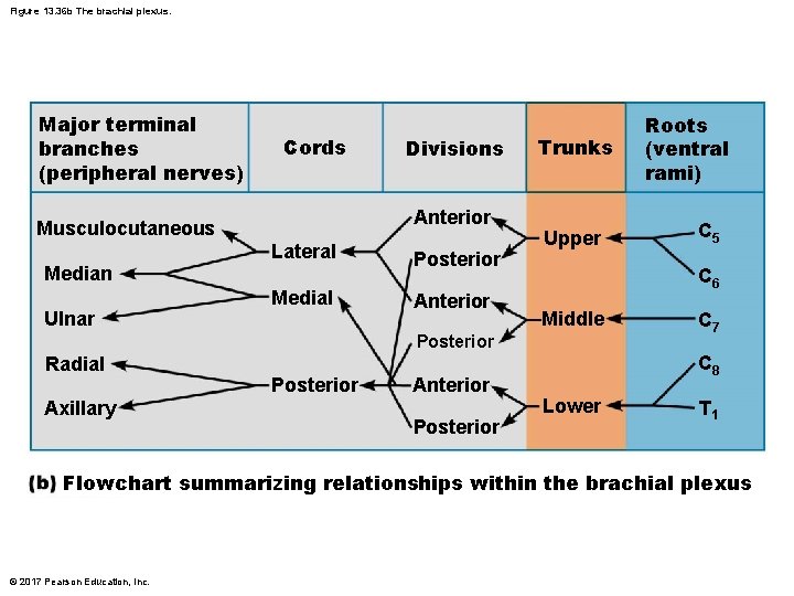 Figure 13. 36 b The brachial plexus. Major terminal branches (peripheral nerves) Cords Anterior