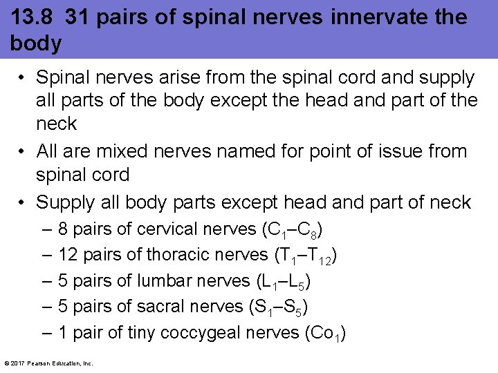 13. 8 31 pairs of spinal nerves innervate the body • Spinal nerves arise