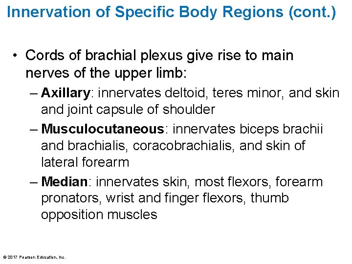 Innervation of Specific Body Regions (cont. ) • Cords of brachial plexus give rise