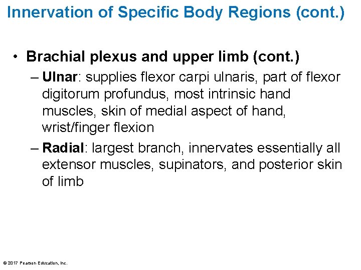 Innervation of Specific Body Regions (cont. ) • Brachial plexus and upper limb (cont.