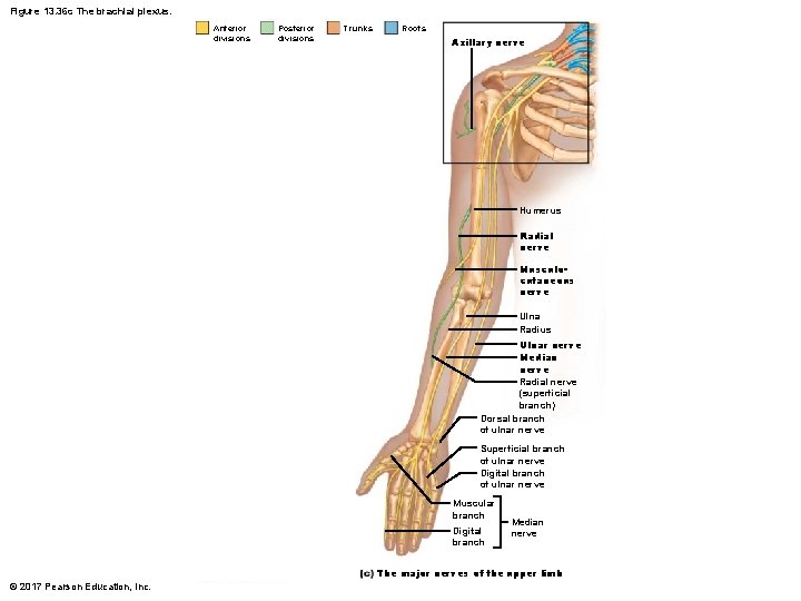 Figure 13. 36 c The brachial plexus. Anterior divisions Posterior divisions Trunks Roots Axillary