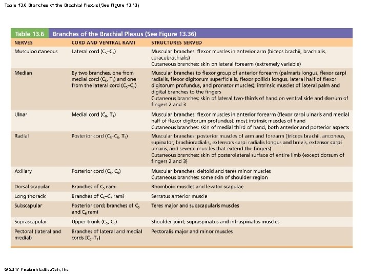 Table 13. 6 Branches of the Brachial Plexus (See Figure 13. 10) © 2017