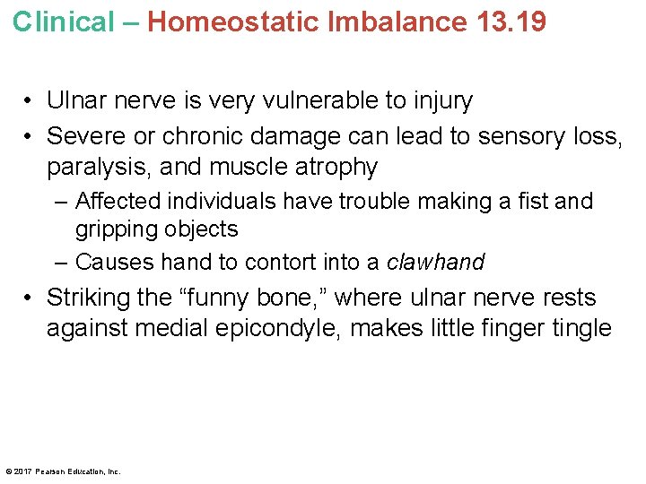 Clinical – Homeostatic Imbalance 13. 19 • Ulnar nerve is very vulnerable to injury