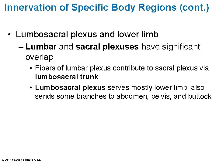 Innervation of Specific Body Regions (cont. ) • Lumbosacral plexus and lower limb –