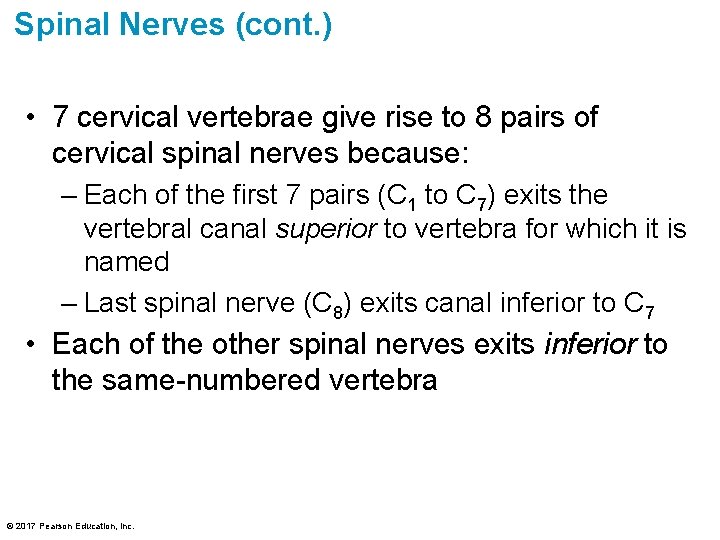 Spinal Nerves (cont. ) • 7 cervical vertebrae give rise to 8 pairs of