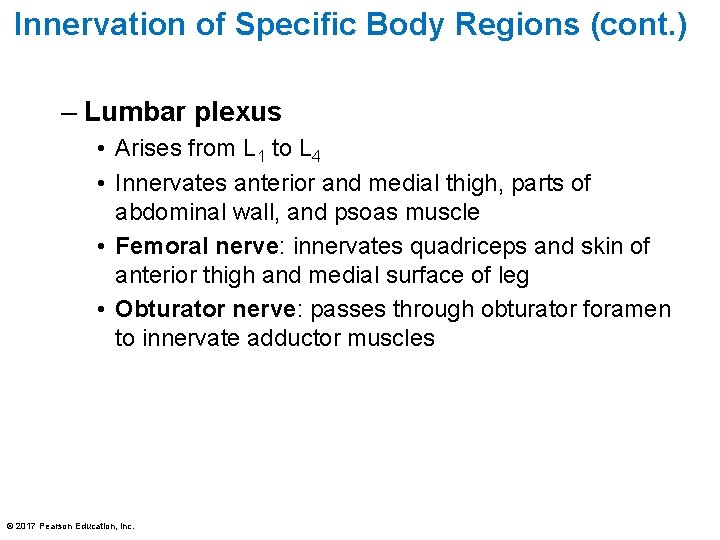 Innervation of Specific Body Regions (cont. ) – Lumbar plexus • Arises from L