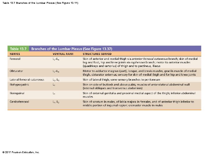 Table 13. 7 Branches of the Lumbar Plexus (See Figure 13. 11) © 2017