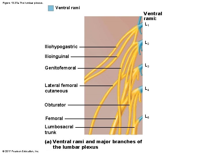 Figure 13. 37 a The lumbar plexus. Ventral rami: L 1 Iliohypogastric L 2
