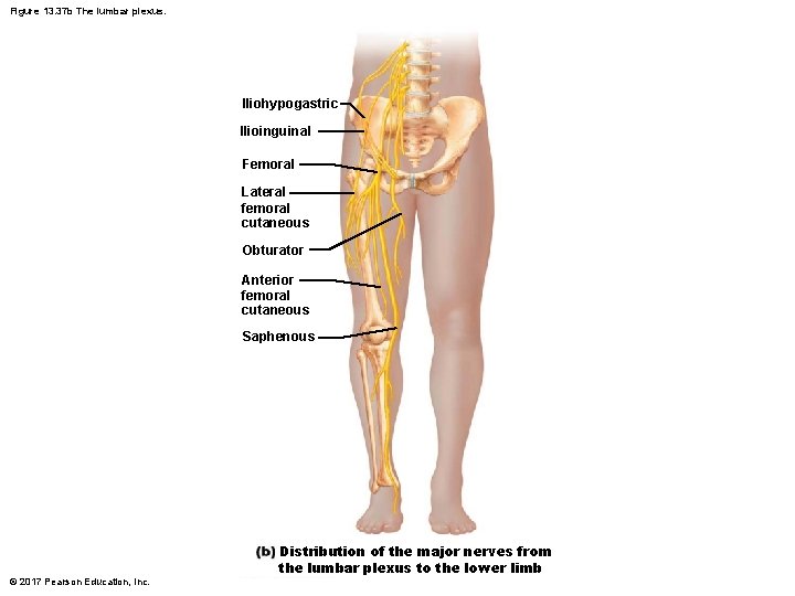 Figure 13. 37 b The lumbar plexus. Iliohypogastric Ilioinguinal Femoral Lateral femoral cutaneous Obturator
