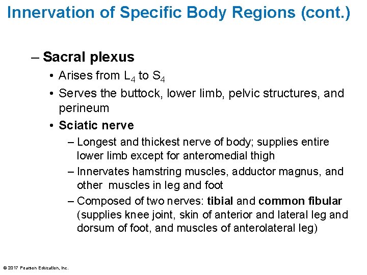 Innervation of Specific Body Regions (cont. ) – Sacral plexus • Arises from L